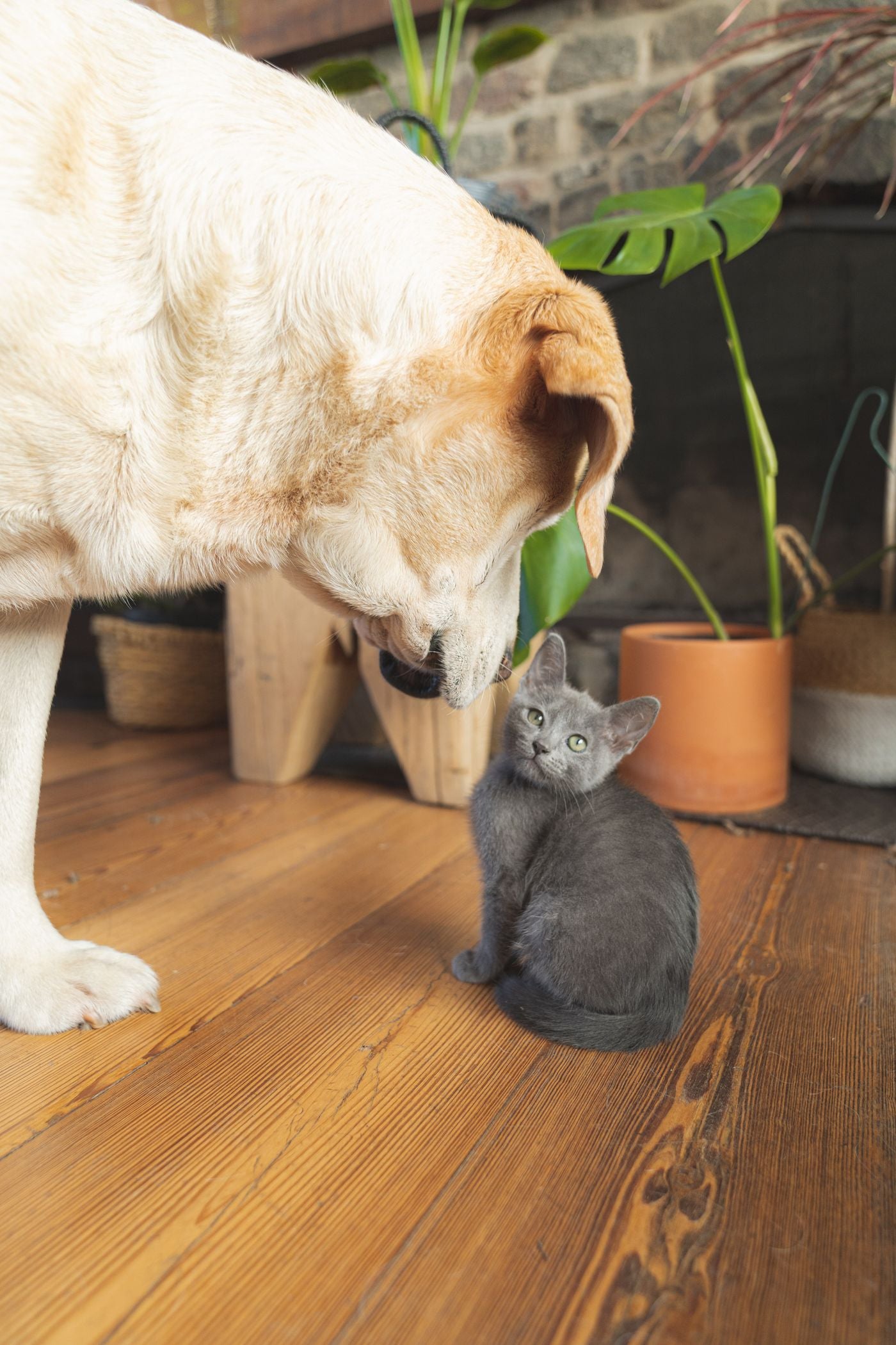 Labrador en kitten ontmoeten elkaar in een licht interieur
